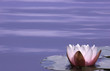 lily
