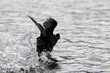 red knobbed coot take-off