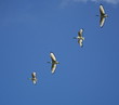 formation flying