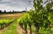 grapes growing