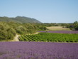 champs de lavande et vignes