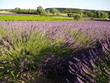 champ de lavande