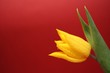 tulip