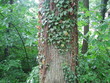ivy tree