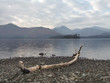 driftwood on derwentwater