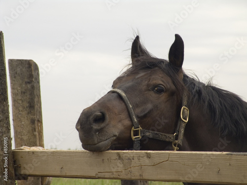Photo: sad horse portrait sad horse portrait