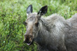 canvas print picture crazy moose