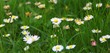 sommerwiese