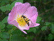 drôle de bête sur une jolie fleur.