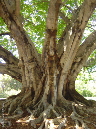 grand arbre