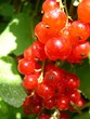 groseille