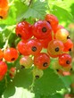 johannisbeeren