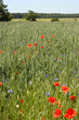 mohn im korn