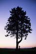 baum über kreuz