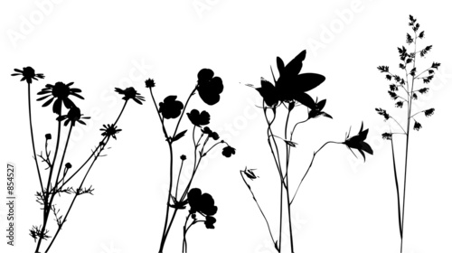  Herbs Plants on Photo  Field Flowers  Herbs And Plants  Vector  Traced    Ana Vasileva