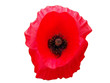 coquelicot