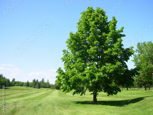 arbre a fauvel
