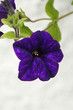 purple rain