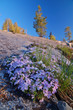 mountains in springtime