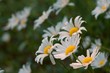 marguerite