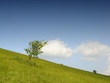 clear and simple nature
