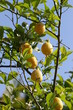 yellow lemon tree