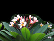 frangipani flowers with black background