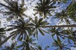 palm trees