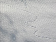 nature graphic