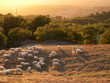 moutons de toscane