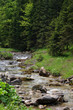 torrent torrent