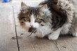 cat and mouse