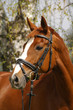 loiree xx