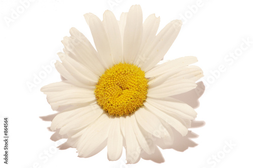marguerite