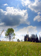 lonely tree and dramatic sky