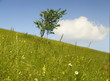 flowers on meadow