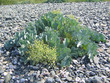 fleur maritime dans les galets