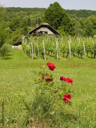 vignoble slovene vignoble slovene
