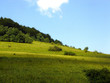 sunny meadow