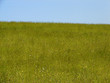 green meadow