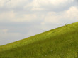 sunlight on meadow
