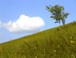 meadown with tree and cloud meadown with tree and cloud