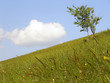 dream meadow