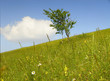 sunny landscape