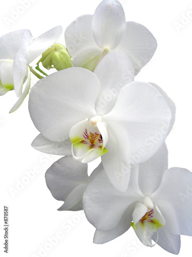 Orchidée acheter en ligne