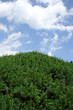 landscaped hedge