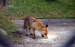 fuchs