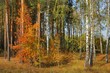 colors of fall