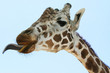 giraffe tongue