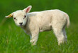 cute sheep cute sheep